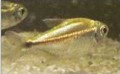 Bild von Zwergsalmler
