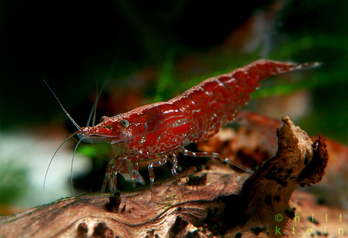 Carnegiella strigata fasciata Trupp Carnegiella strigata fasciata Trupp