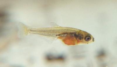 Sternflecksalmler-Jungfisch; etwa 2 Wochen alt