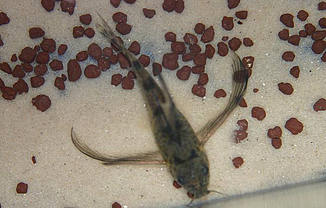 Corydoras paleatus Zuchtform