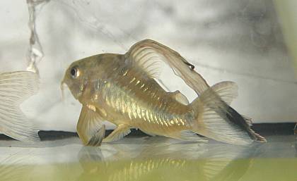 Corydoras paleatus Zuchtform